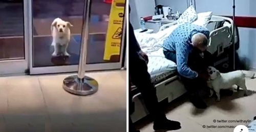 Hund steht jeden Morgen in der Nähe des Krankenhauses und wartet auf kranken Vater